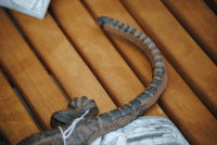 Salamander Gecko 25 cm Echse Gusseisen Garten Gußeisen Figur Deko