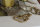 Salamander Gecko 14cm Echse Alu Gold Garten u. Home Figur Deko