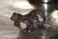 Salamander Gecko 10 cm Echse Gusseisen  2 er SET Garten Gußeisen Figur Deko