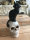 Totenkopf mit Figur auf Cat Skull Gothic Katze  Halloween Dekoration H25cm