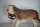 Hund Figur Cognac Hennessy Bernhardiner Werbefigur Replikat  BAR Dekorations