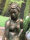 Büste Frau Dame Edel Ula Sexy Bade Zimmer Statue Figur 0001-62 Grün Antik Design