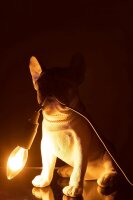 J-Line Lampe Hund Bulldogge Poly Farbe weiss 25x15x29cm