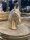 Pferde Kopf Horse Figur Skulptur  Landhaus Styl Gold  H24/18 cm Home & Garten