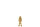 J-Line Figur Pudel Stehend - Polyresin - Gold - Small