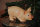 Süßes Glücks Ferkel Sau Schweine L37 cm Figur Garten Bauernhof   M2