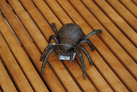 Spinne XXL Vogelspinne Groß lebensgroß 19 cm...