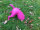 Hund Grabend Buddelnder Pink Hunde halber Gartenfigur Figur Garten  u. Innen