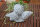 XXL Engel Raphael  grau Dekofigur Gartenfigur Figur 34 cm NEU