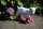 Deko Shop Cologne Figur Ziege mit Stiefel pink Ziegenbaby Schaf Garten Bauernhof Hofladen Zicklein Lamm Natur