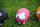 Lustiges Deko Schaf bunt Lamm Rosa Pink L42 cm Tierfigur Gartenfigur Tier