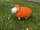 Lustiges Deko Schaf bunt Lamm Orange Tierfigur Gartenfigur Tier