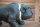 Bulldogge Hund Figur Hunde L40 cm Tier Wachhund Garten Figuren Wetterfest