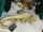 Colmore Deko Figur Eidechse Leguan Echse Reptilien goldfarben gold L 44 cm