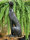 Edel 2 er Set Colmore Leopard Figur Schwarz Black Skulptur H46 u.43 cm