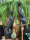 Leopard Colmore Skulptur Figur Höhe 43 cm weiblich Schwarz Black