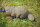 Schnabeltier 2er SET Länge 26 cm Dekofigur Figur Garten Teich lebensecht Ente