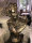 Schöne Büste Apolo XL Skulptur 51 cm  Shabby Antik Style Apollo Deko 110