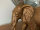 Elefant Deko Figur Gold - farbig L27 cm Dschungle Indien Skulptur Dekofigur Dekoration Orientalisch