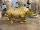 Nashorn Figur Trend Skulptur Tier Dschungel Gold L30 cm