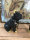 Set Bulldogge mit Halsband Kette Keramik Schwarz Gold Figur H19